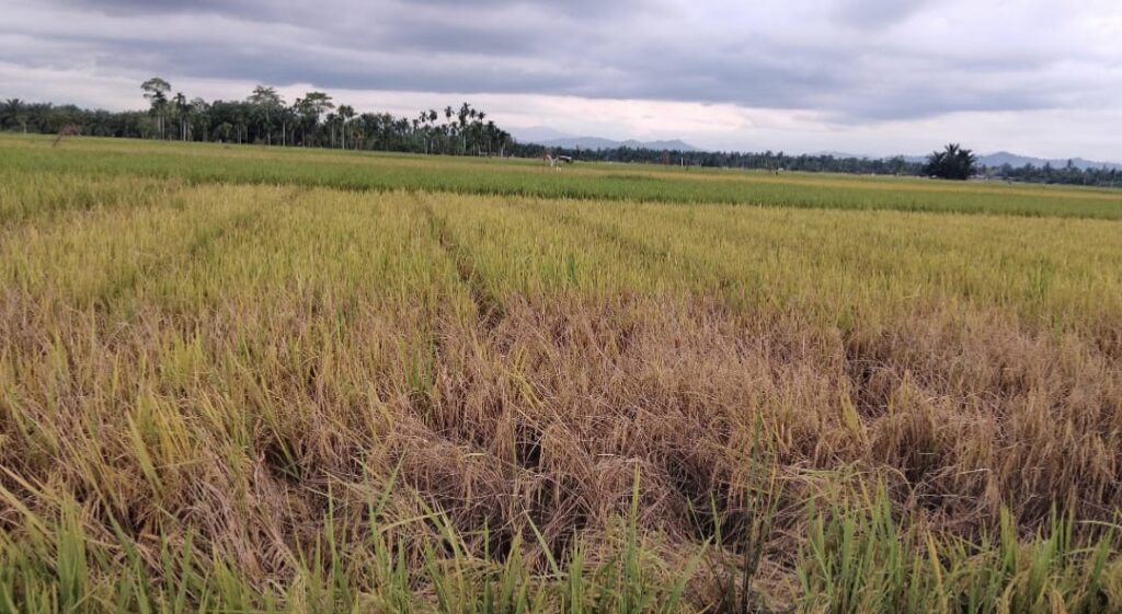 Foto: Kondisi Padi Warga Yang Diserang Hama Wereng